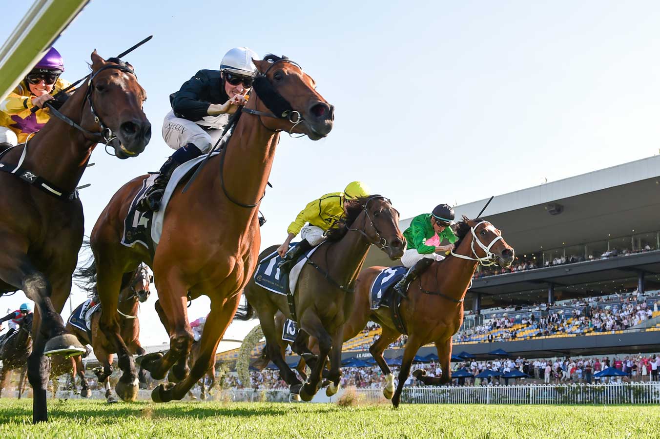 McKell Cup Day